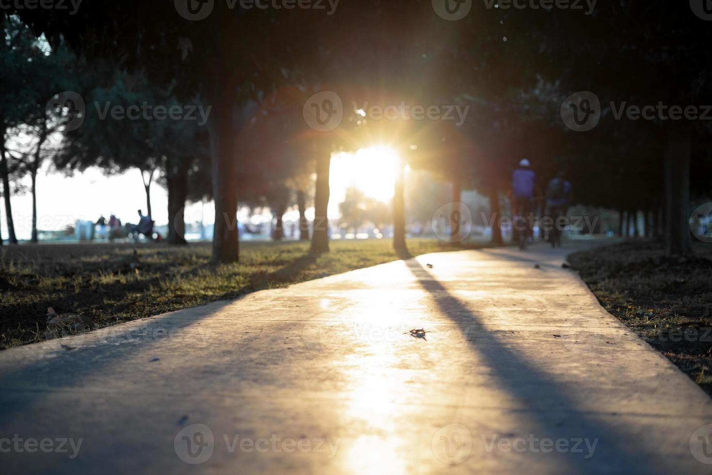 solbländning och trädskuggor som reflekterar på gångvägen genom träden foto