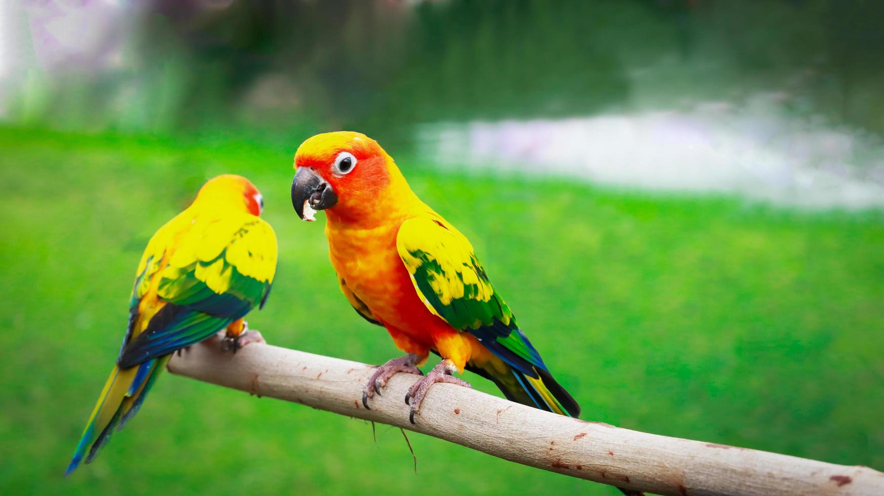 sun conure papegoja, vacker fågel på abborren. foto