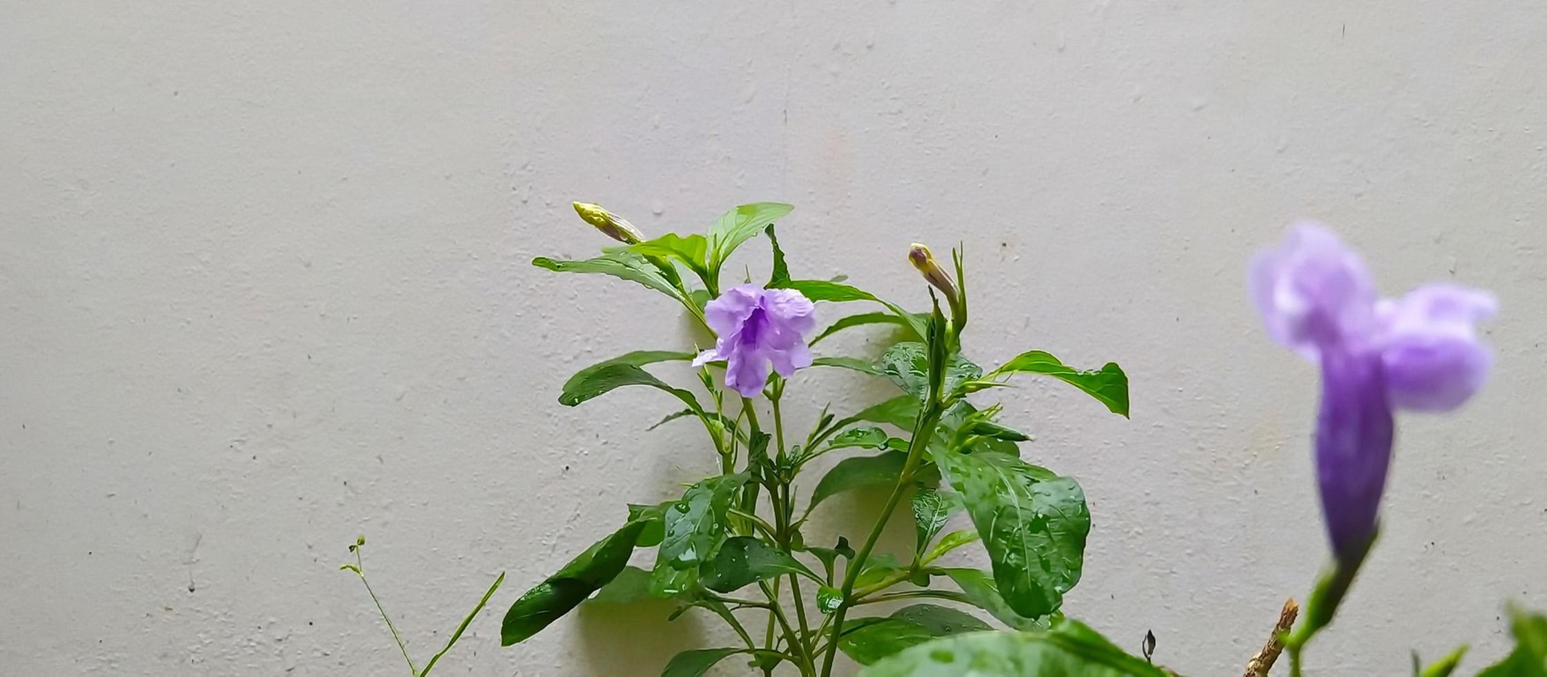 ruellia clandestina blommar nära cementväggen på morgonen. foto