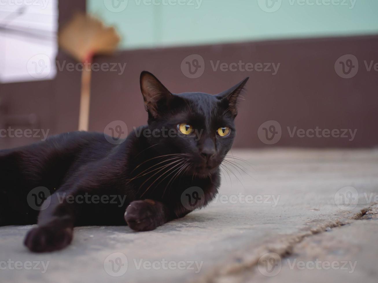 svart katt och tittar foto
