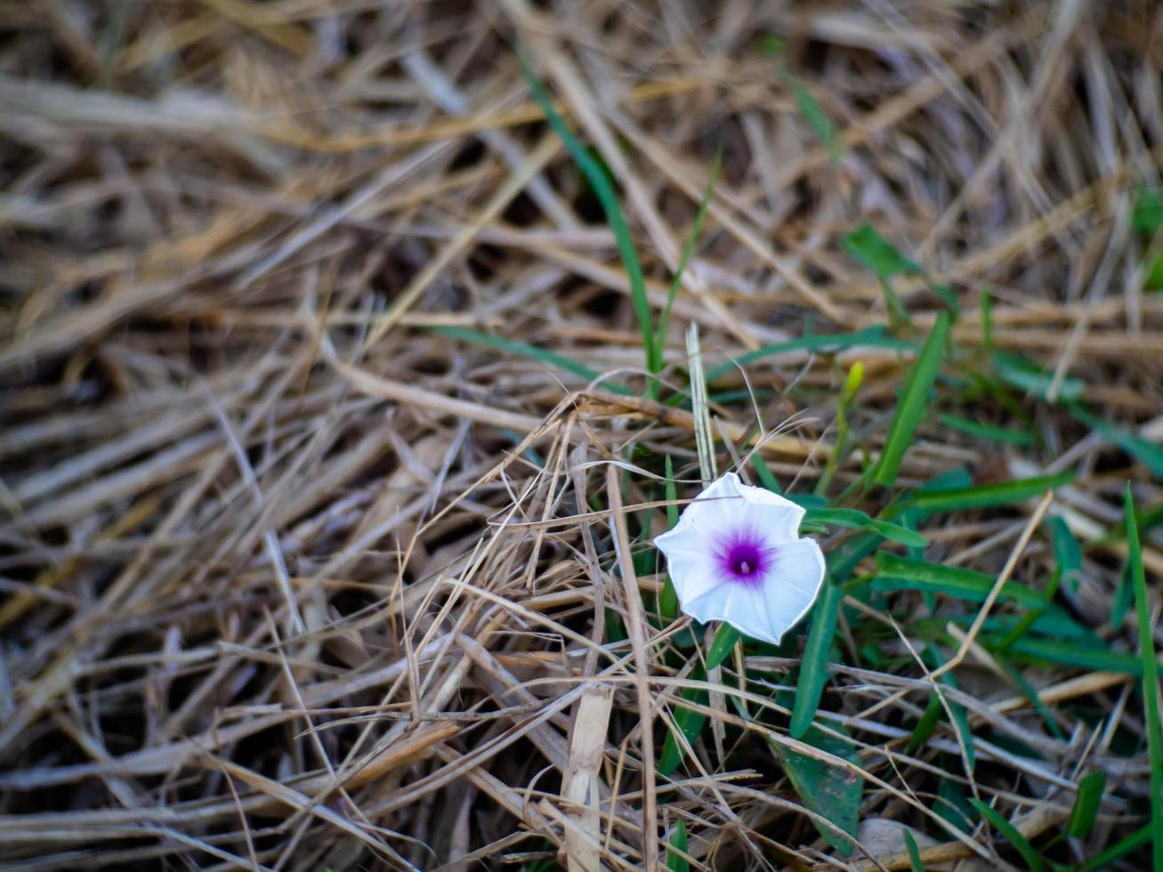 halm och blomma foto