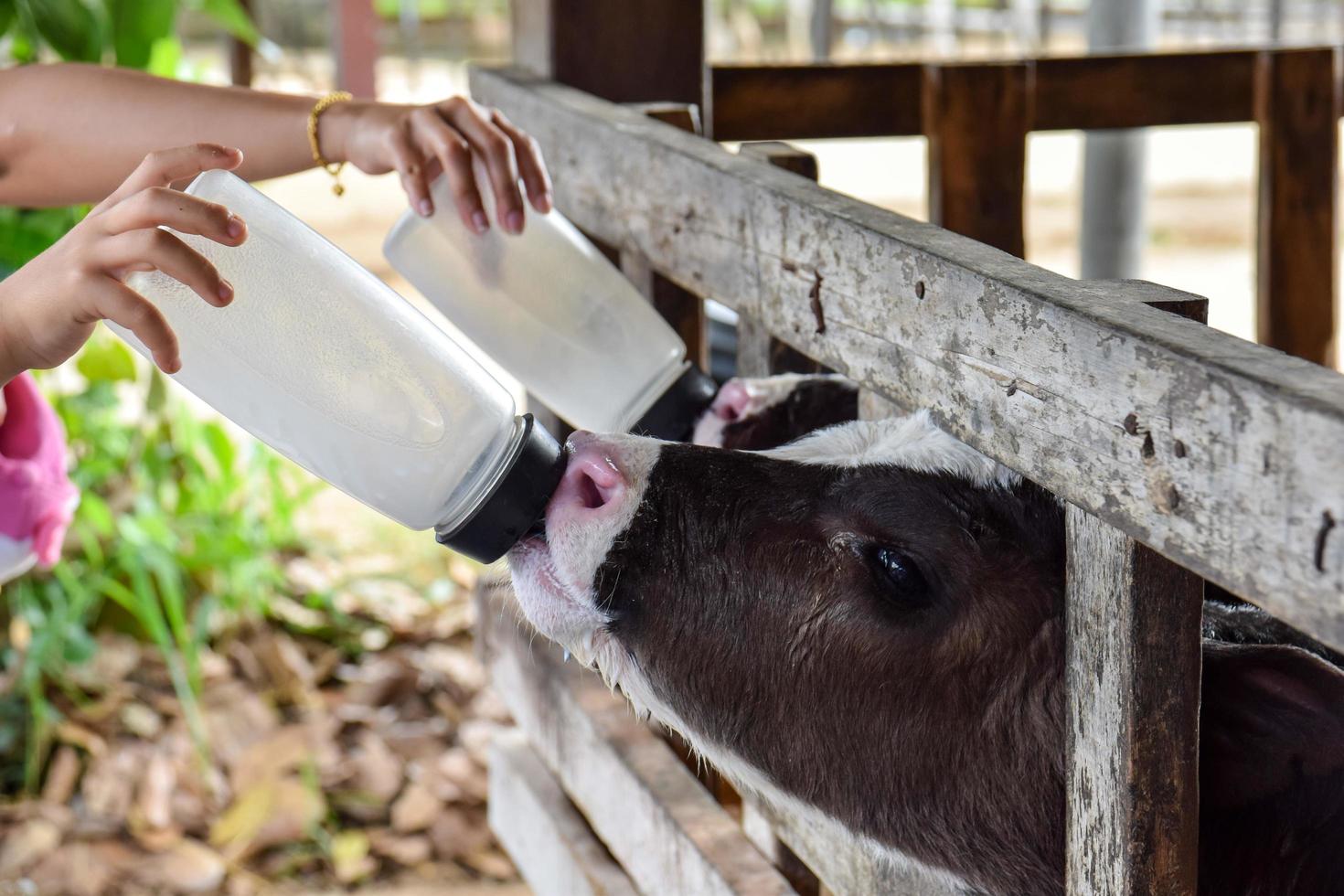 mjölkmatning av en kalv. foto