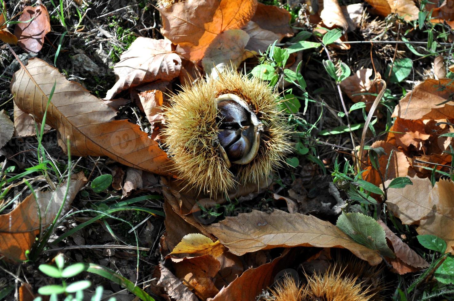 detalj av kastanjer användbara som en naturlig bakgrund foto