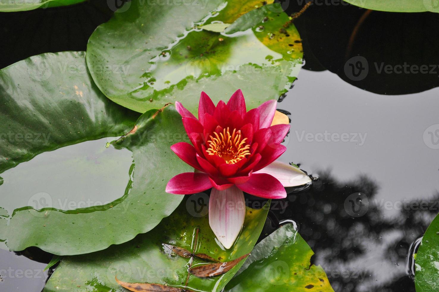 näckros nymphaea blomma i vatten damm foto