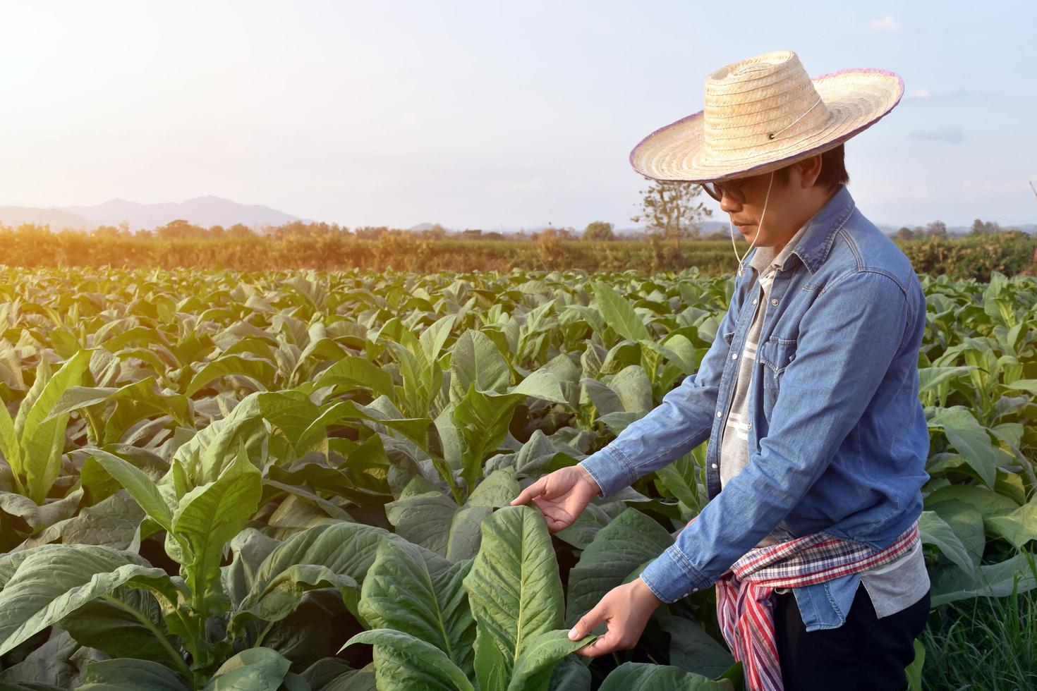 asiatisk trädgårdsgenetiker arbetar på en lokal tobaksfarm för att lagra data om plantering, odlingsutveckling och växtsjukdomar på eftermiddagen, mjukt och selektivt fokus. foto