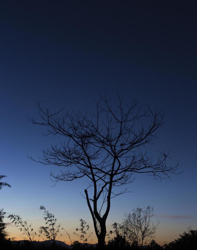 siluett av torrt träd vid solnedgången. foto