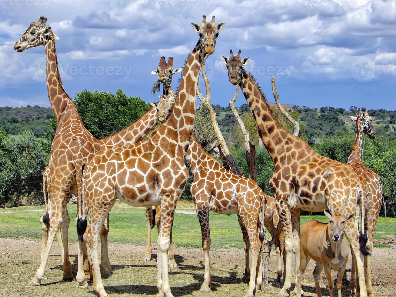 africam safari park nära puebla city i mexiko foto