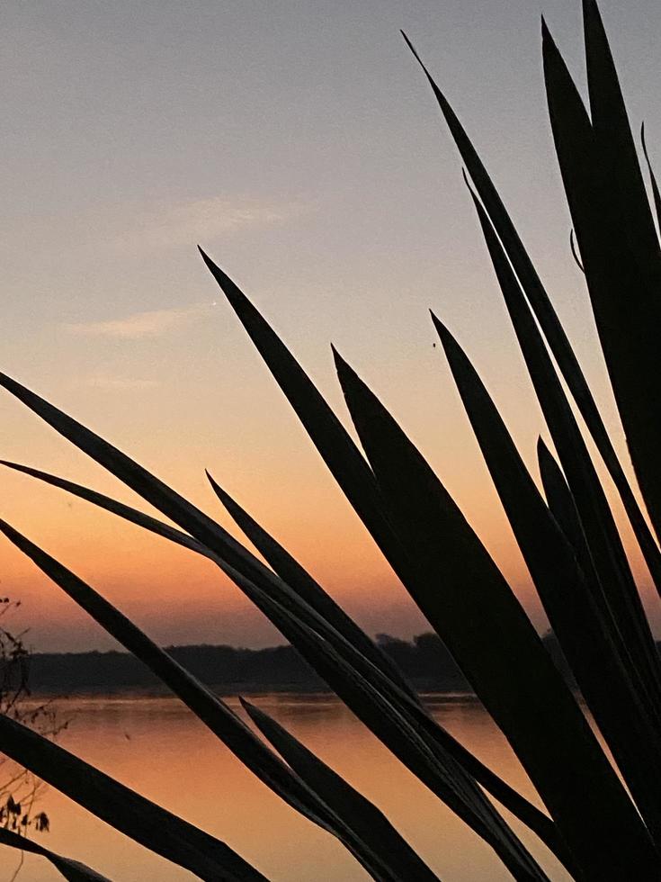 siluett av löv på solnedgång himmel bakgrund foto