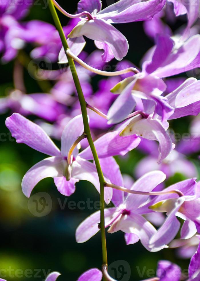 lila vit vacker orkidé och morgonljus i farm thailand foto