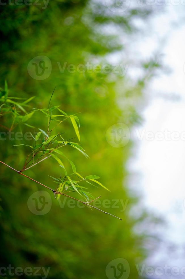 gröna bambuträd under regnperioden i thailand grön bambu, naturligt koncept foto