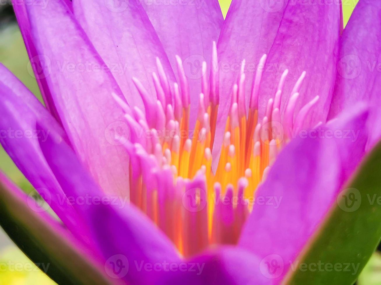 blommande lotusblomma, rosa lila med gula ståndare det är en vacker blomma, makro. foto