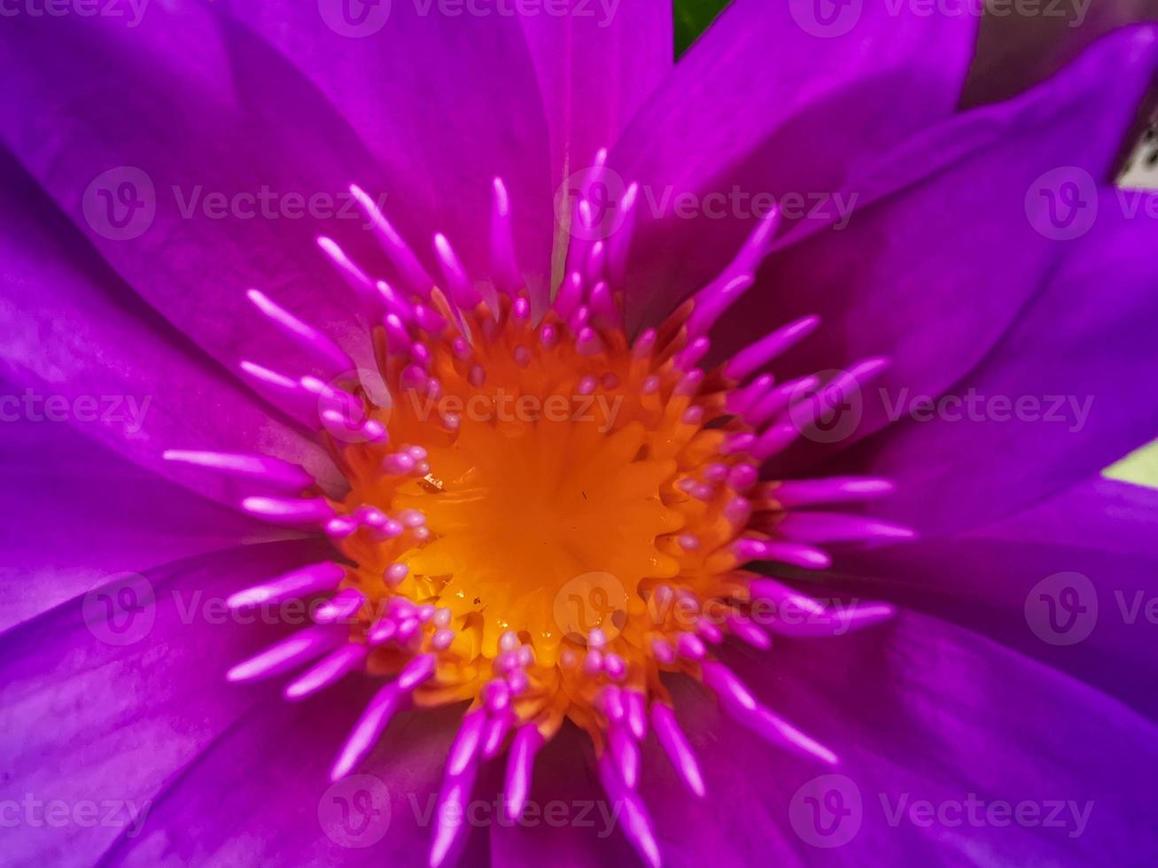 blommande lotusblomma, rosa lila med gula ståndare en vacker blomma foto