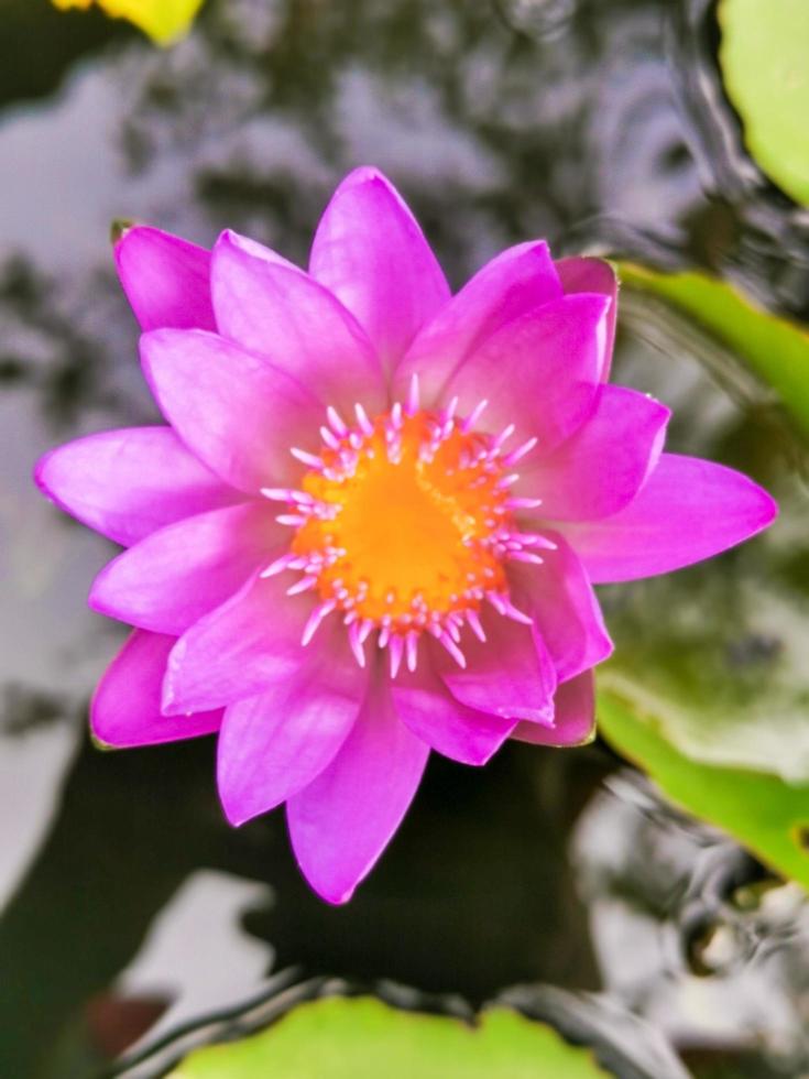 blommande lotusblomma, rosa lila med gula ståndare en vacker blomma foto