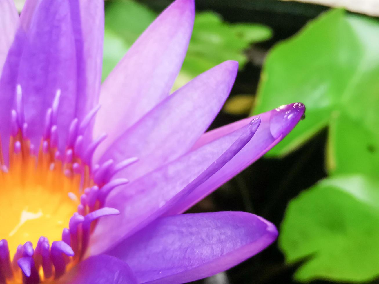 blommande lotusblomma, rosa lila med gula ståndare en vacker blomma foto