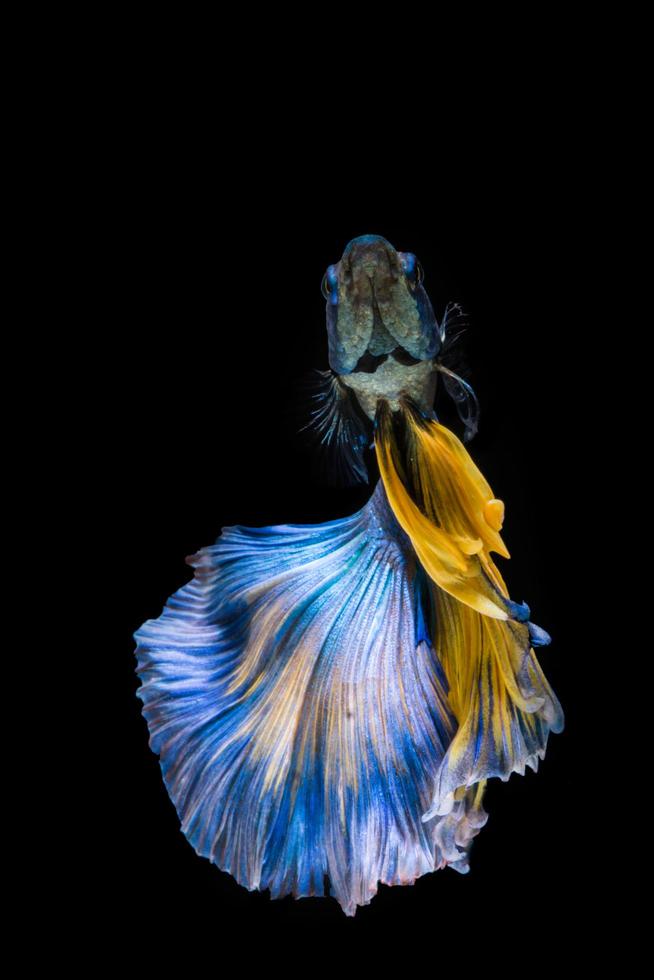 blå och gul betta fisk, siamesisk kampfisk på svart bakgrund foto