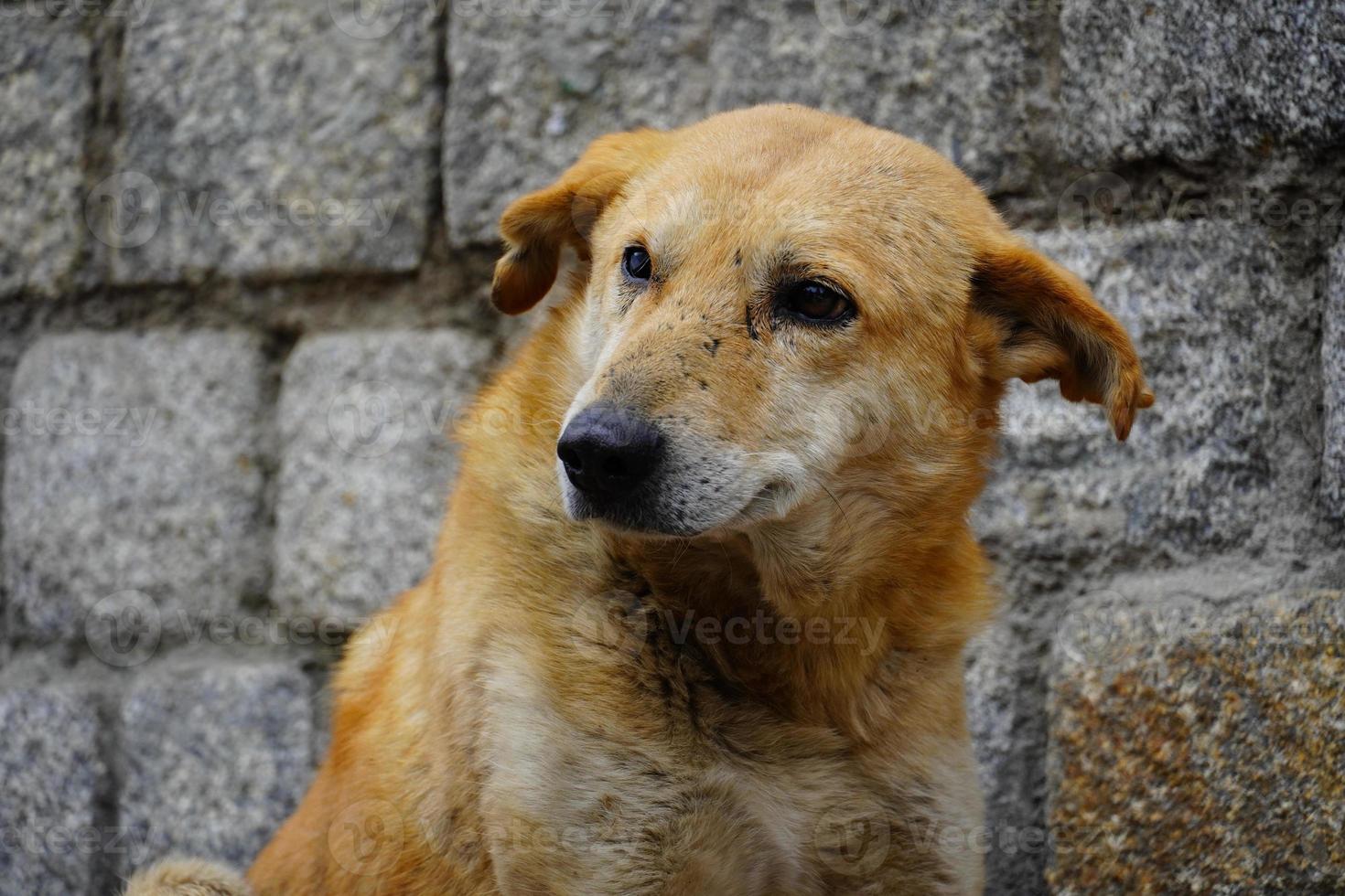 indisk gata hund tittar på mat bild foto