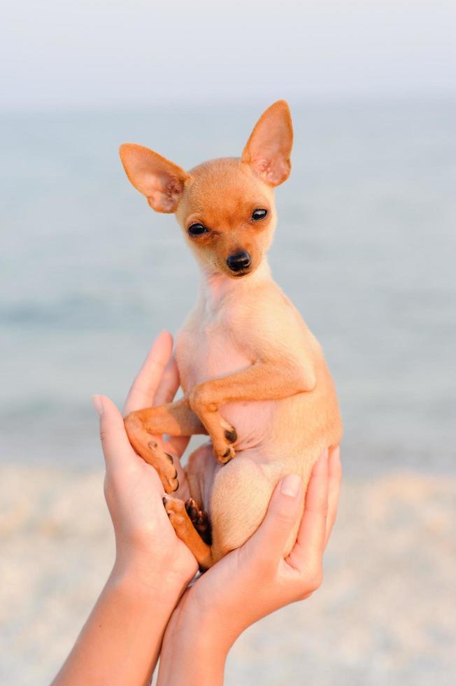 terrier vilar på havet foto