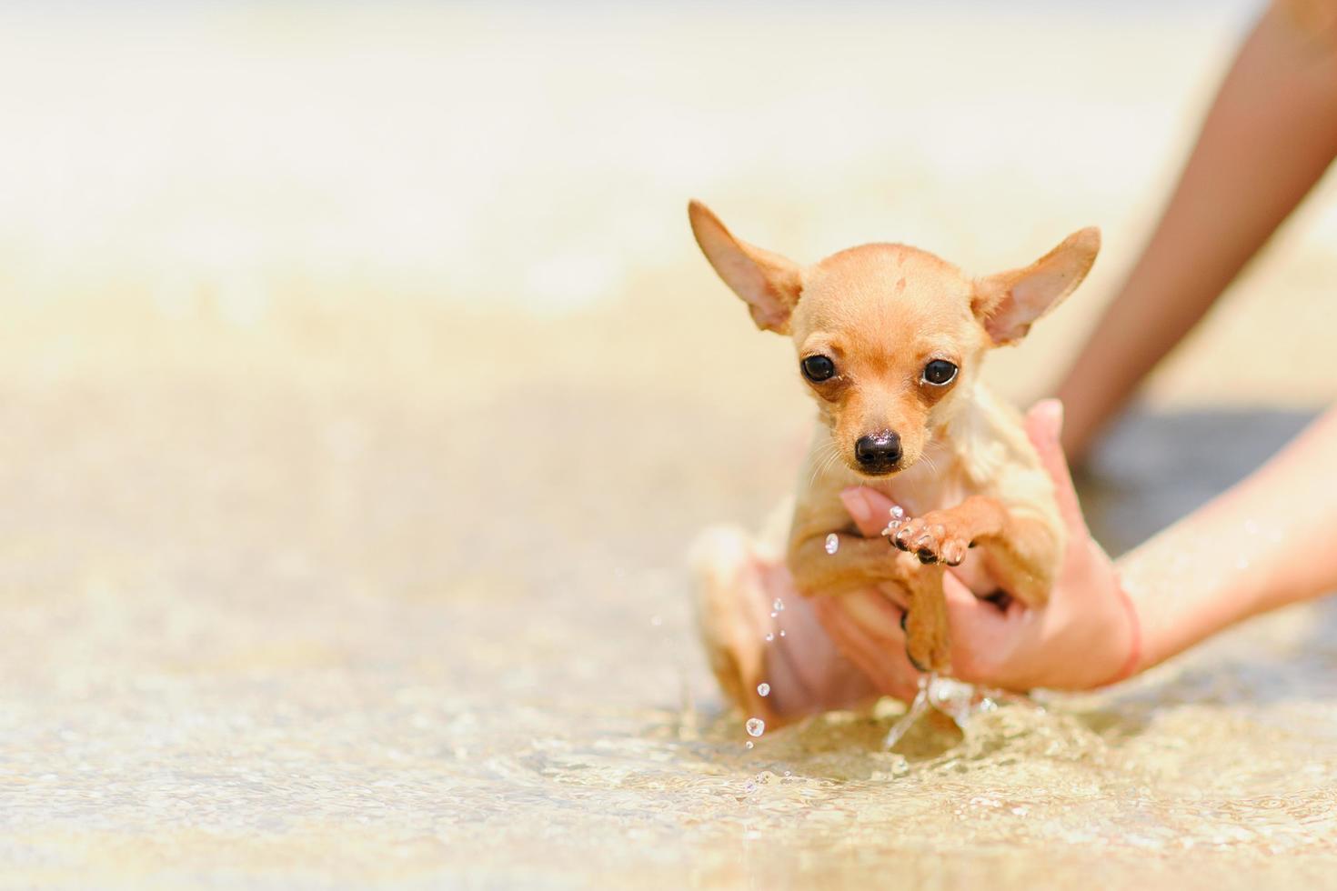 terrier vilar på havet foto