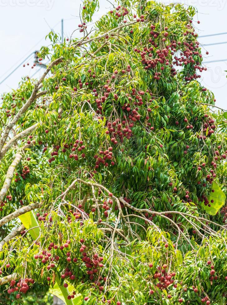 gäng litchi på ett stort träd, färska litchi frukter foto