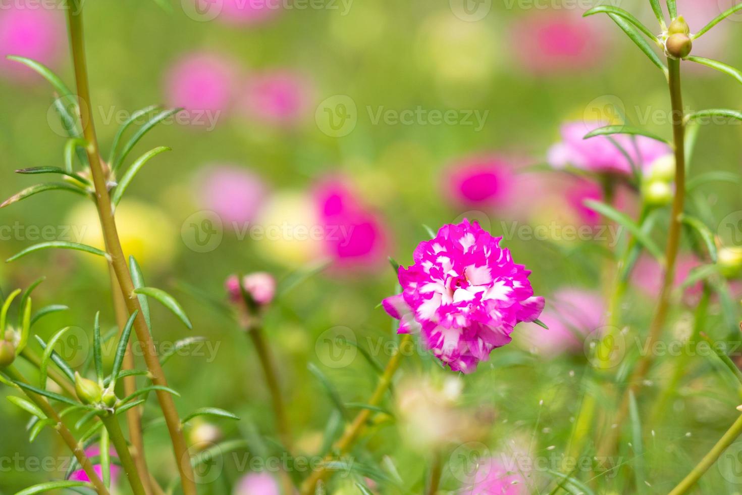 en färgglad blomma, kronblad staplade överlappande i lager som varierar och har flera färger. oskärpa bakgrund foto