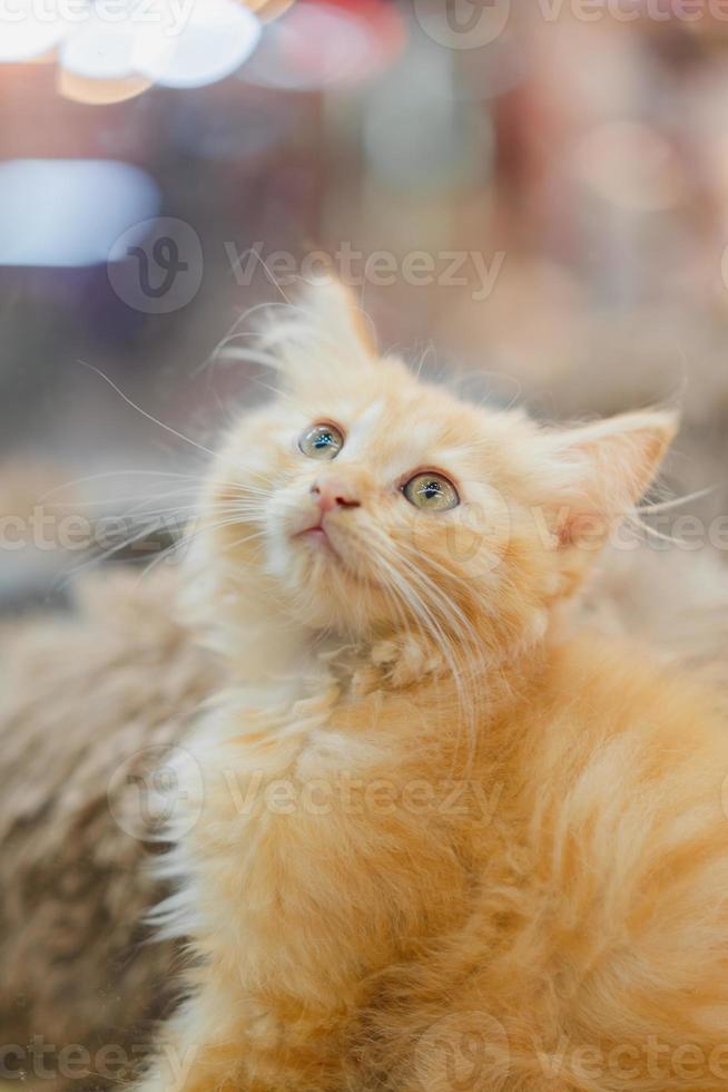 maine coon katt med vacker orange päls. foto