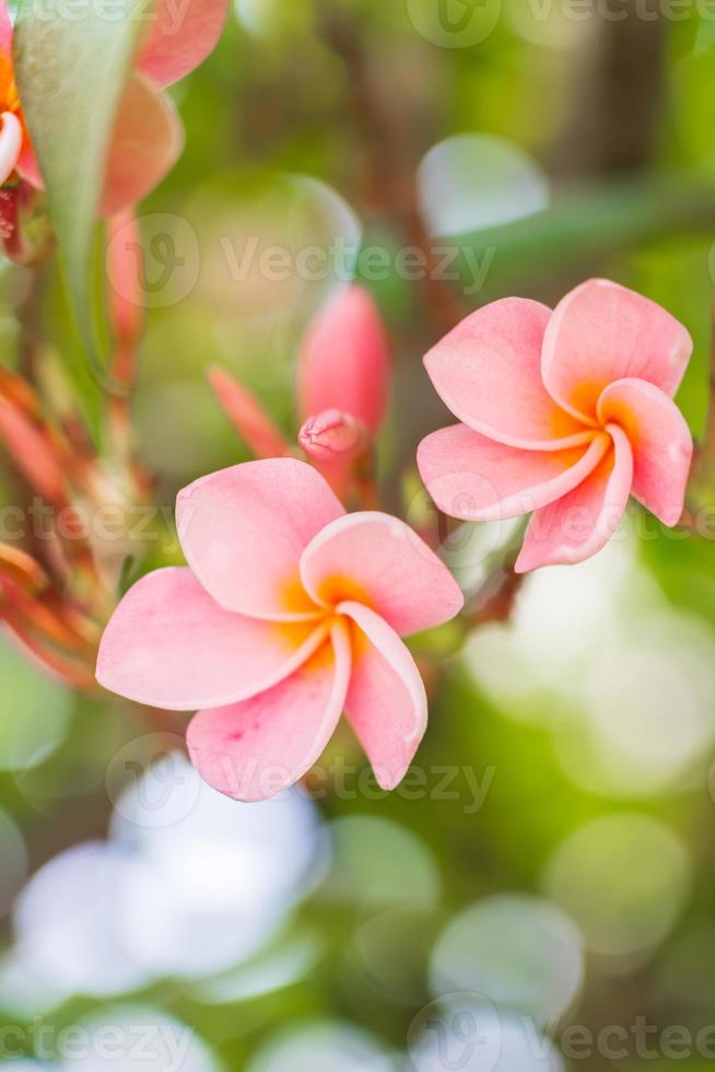 rosa frangipani blommor blommar vackert. foto