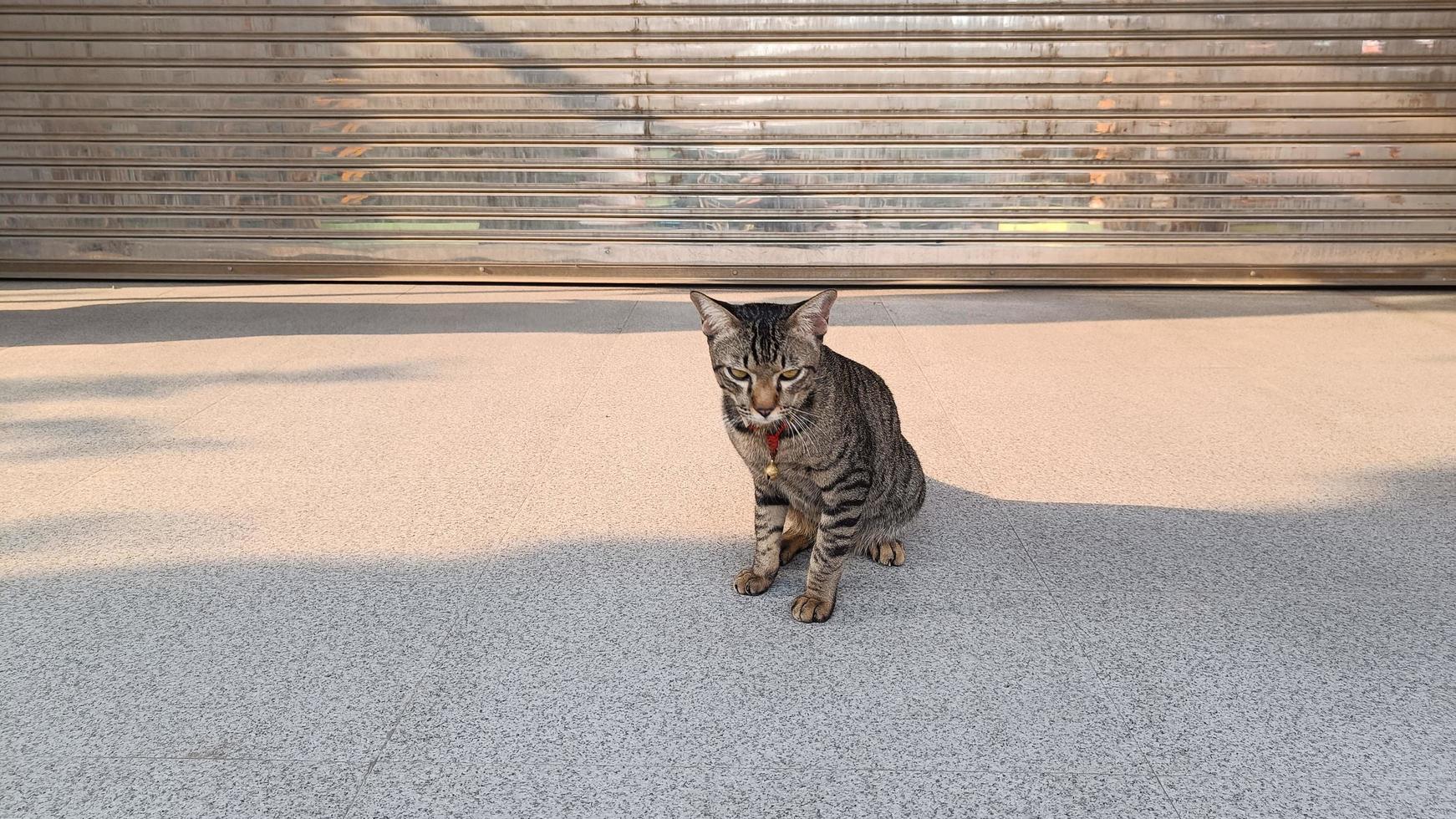 porträtt av en grå sittande katt med ränder som ligger på en mark foto