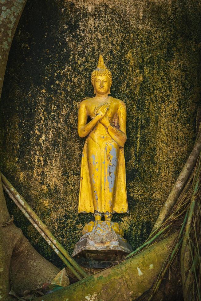 samut songkhram-thailand - 23 oktober 2021 buddhastaty vilande på trädrötter foto