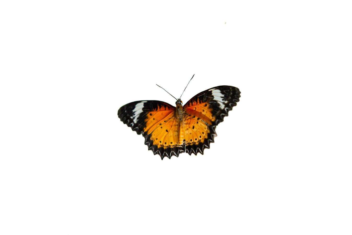färgglada fjäril isolerade foto