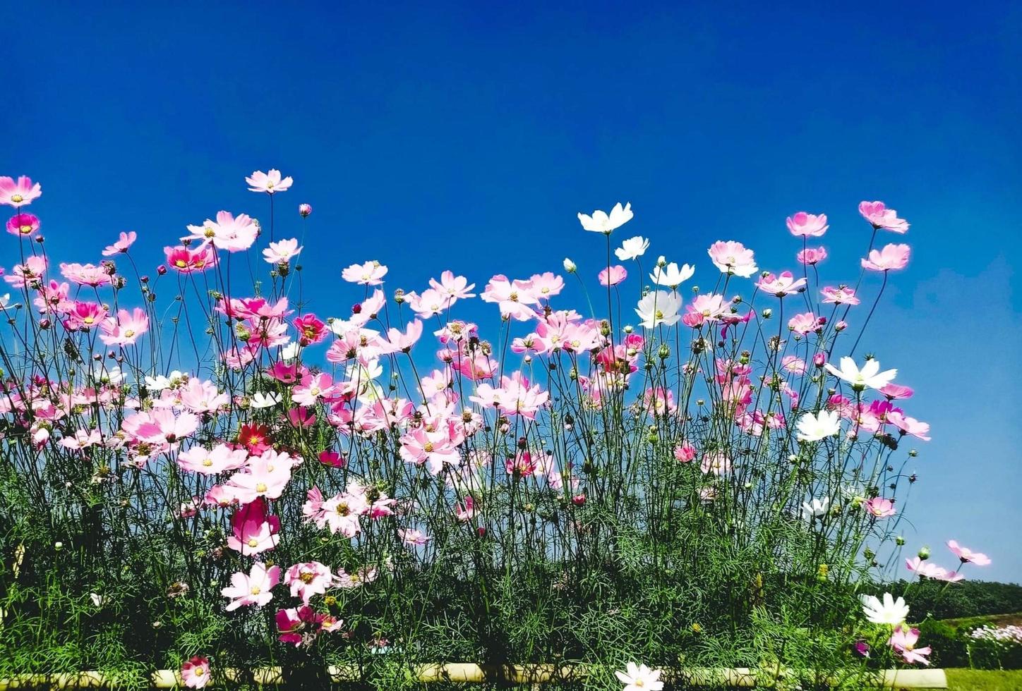 vårblommande blomma foto