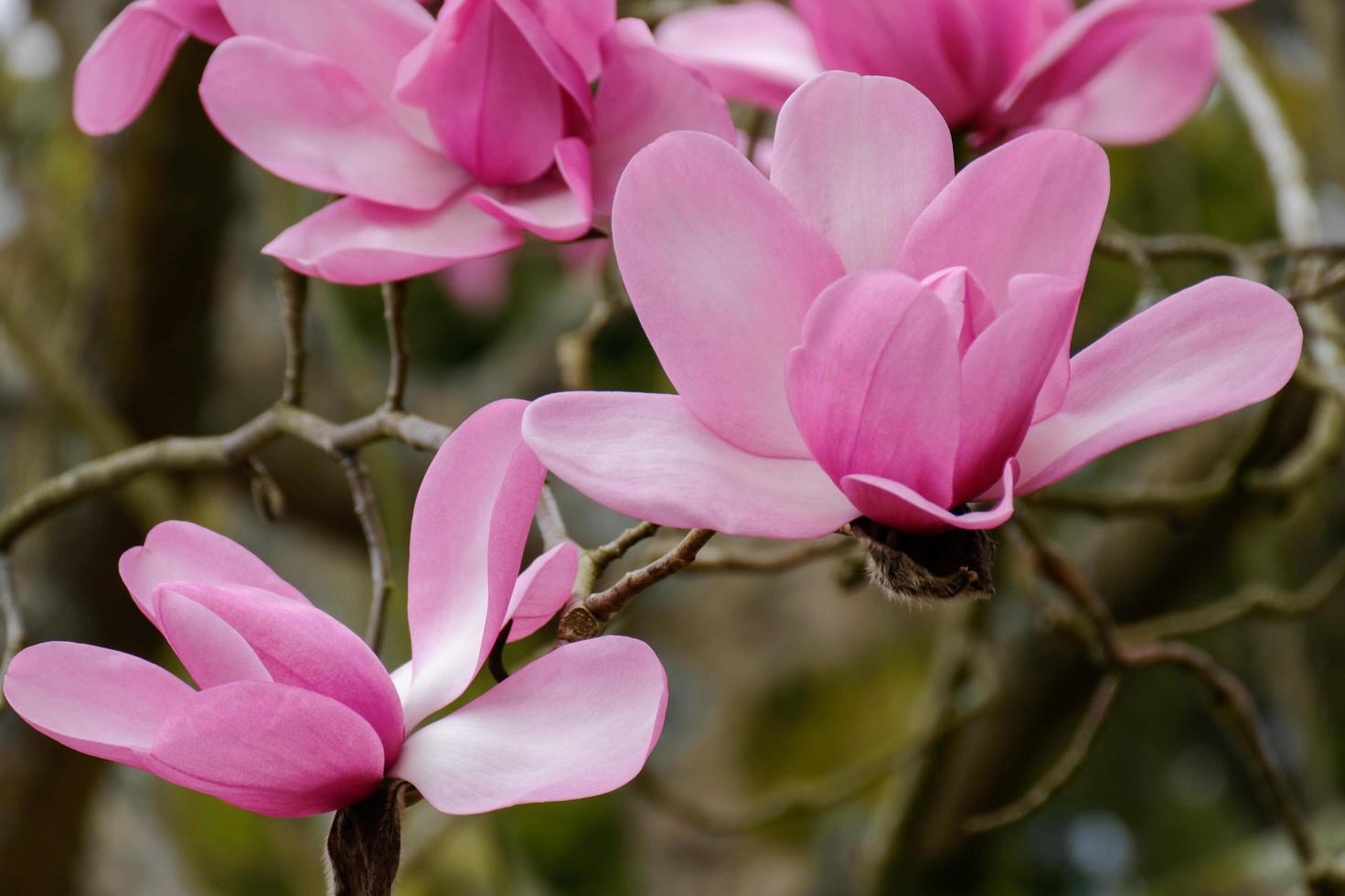 rosa magnolia blommar foto
