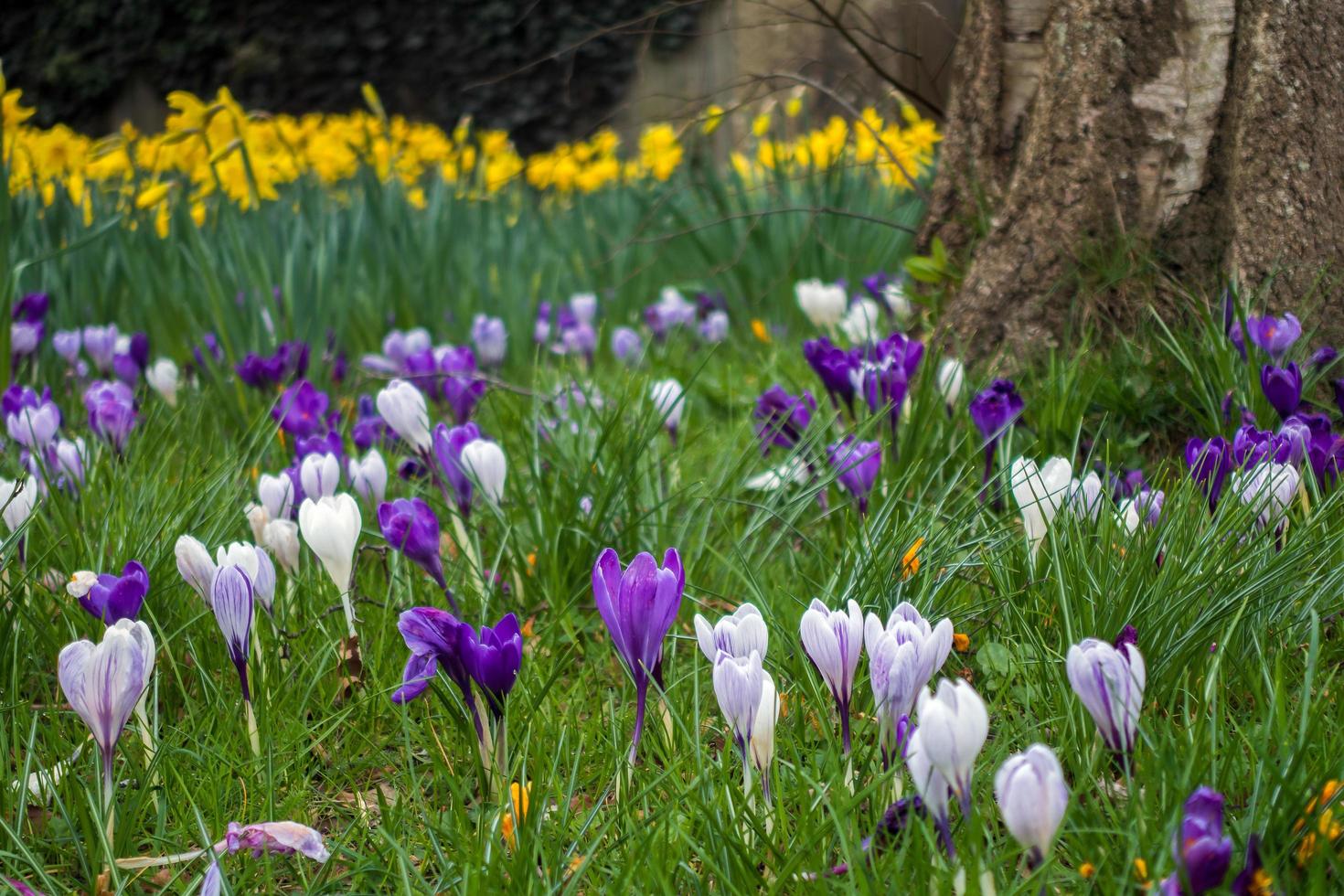 krokusar som blommar i östra grinstead foto