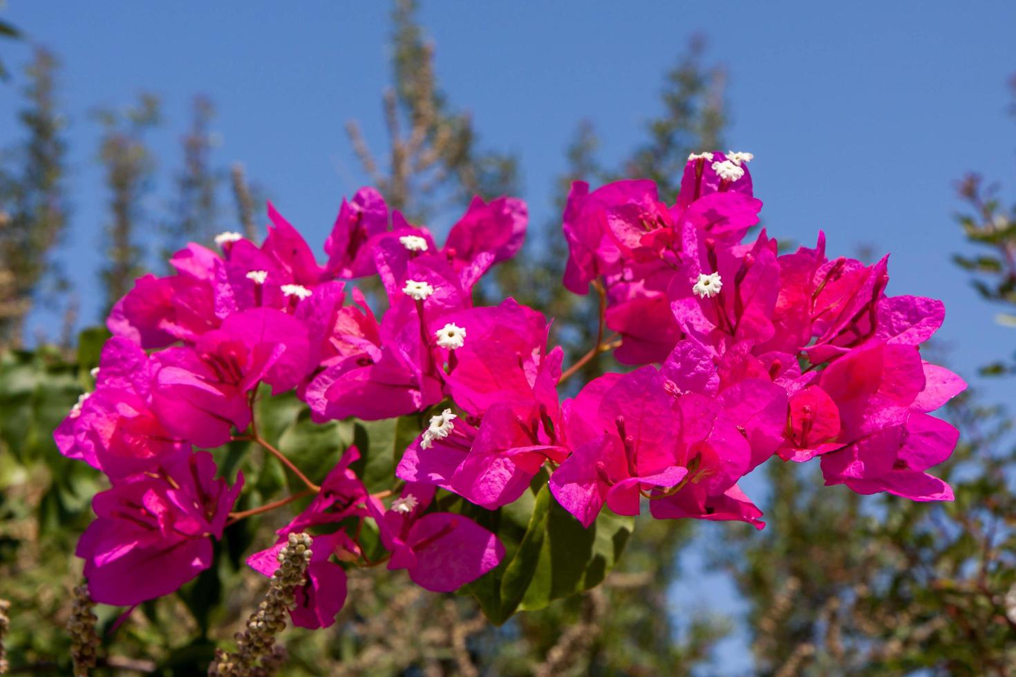 närbild av en bougainvillea foto