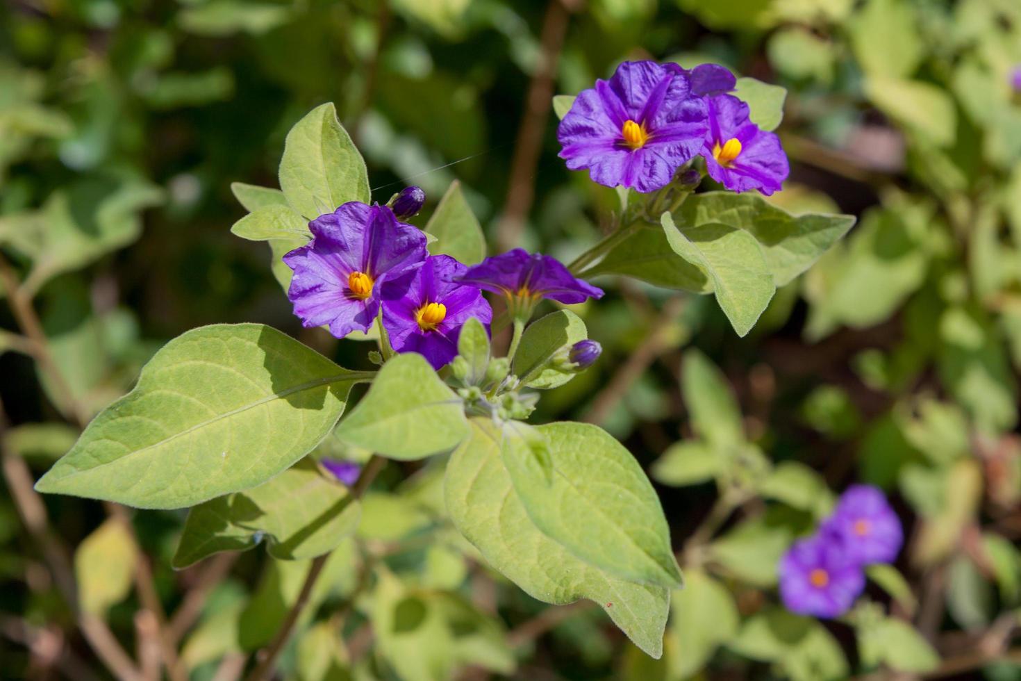 solano buske som blommar på Cypern foto