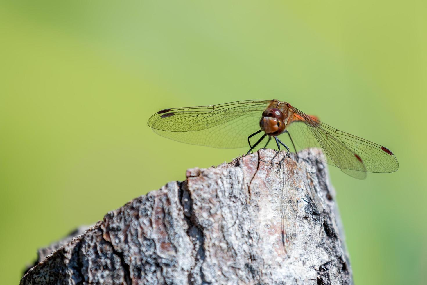 vanlig darter vilande på en stubbe foto