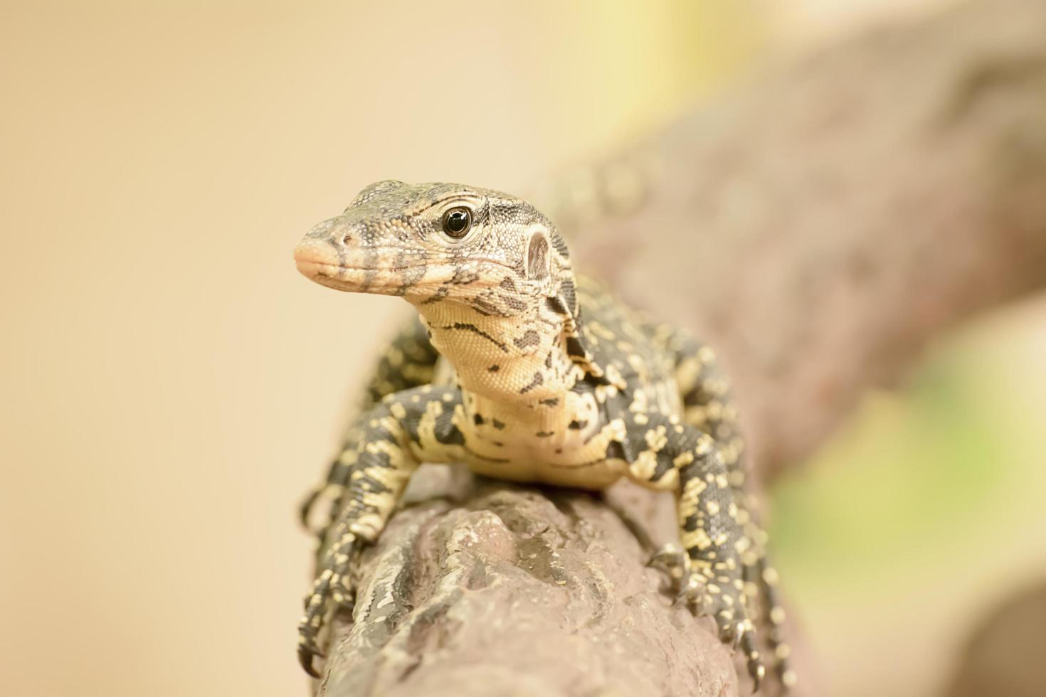 vattenvakt eller varanus salvator är en stor ödla. foto