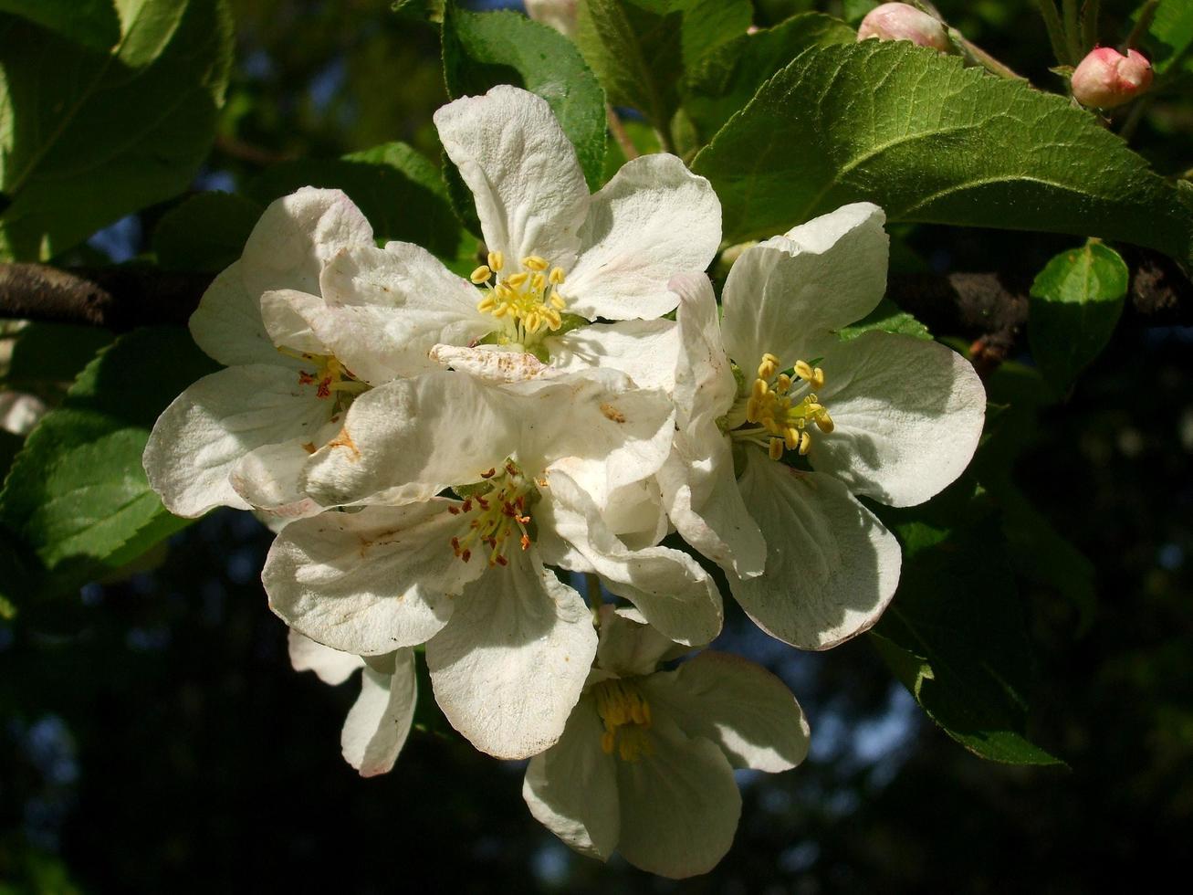 äppelträd blommor. naturens skönhet foto