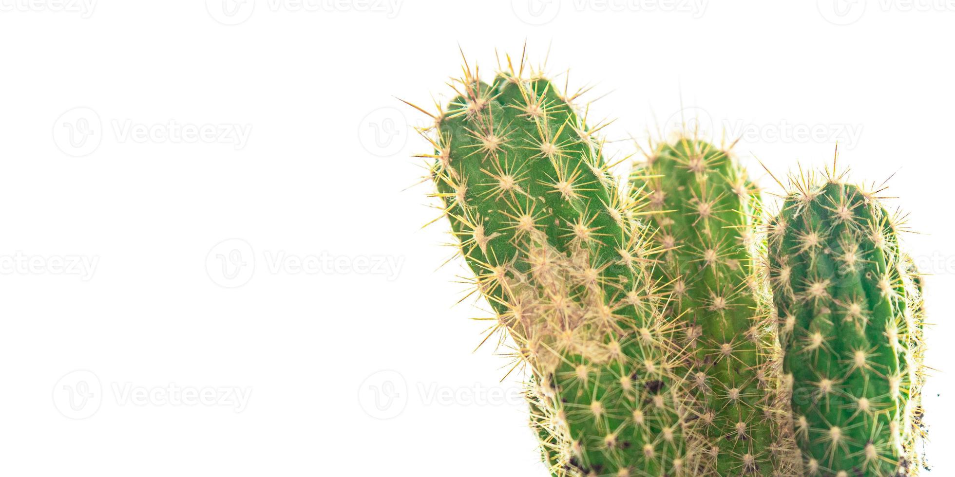 kaktus taggig växt suckulenter vintergröna inomhusblomma i en blomkruka på bordet foto