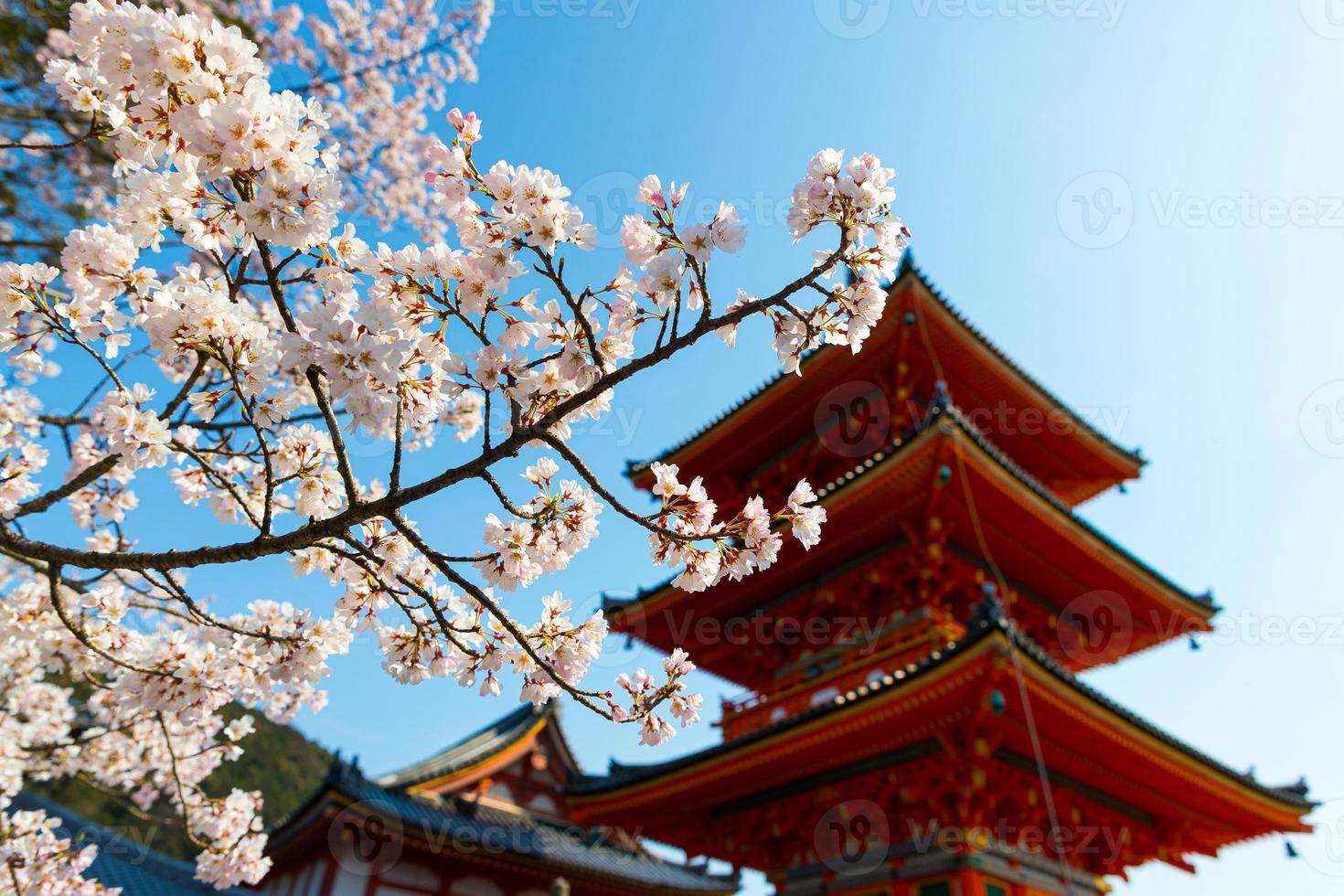 färgglada rosa körsbär blommar sakura med en traditionell japansk pagod under en klarblå himmel under vårsäsongen i Kyoto, Japan foto