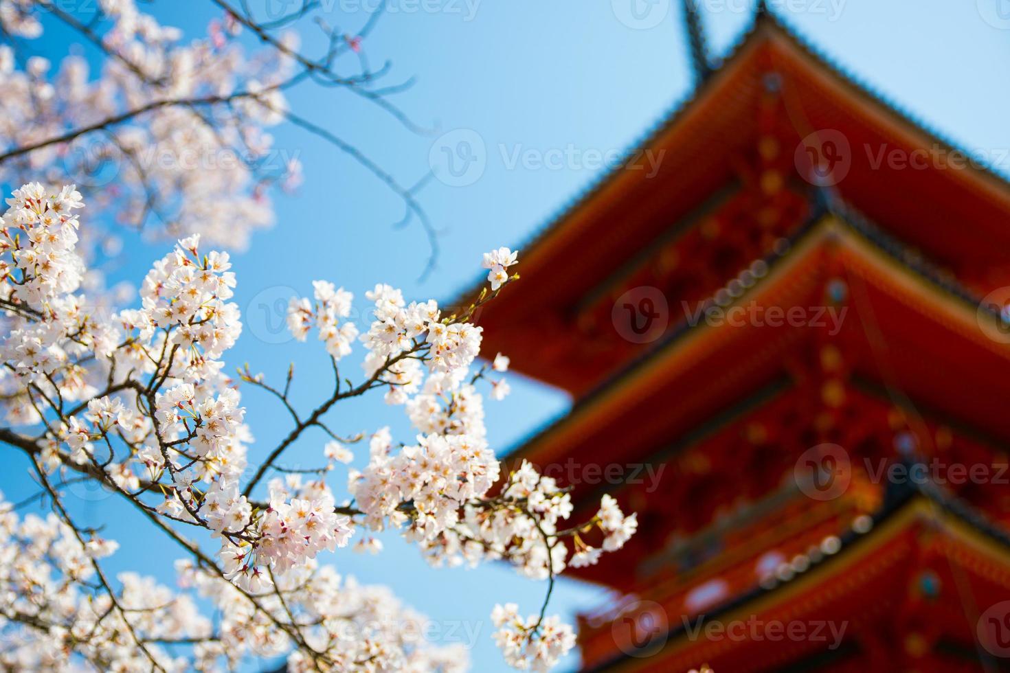 japanska färgglada rosa körsbär blommar sakura med en traditionell pagod under en klarblå himmel under vårsäsongen i Kyoto, Japan foto