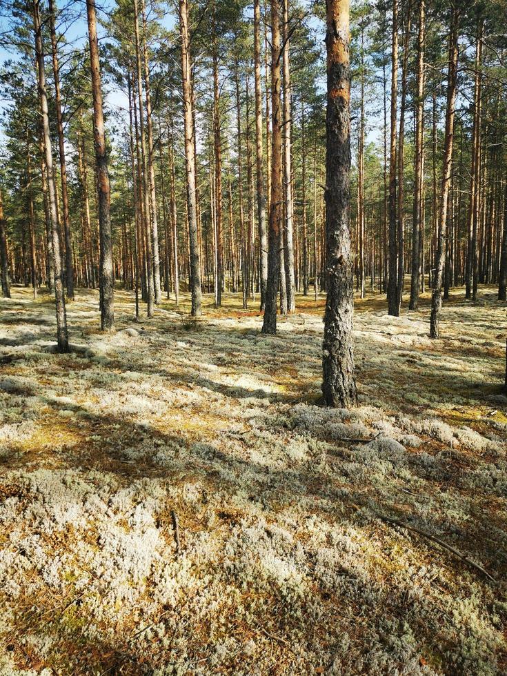 tallskog. träd i skogen foto