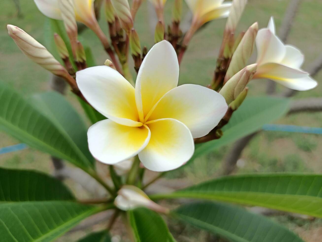 foto av vita frangipani-blommor