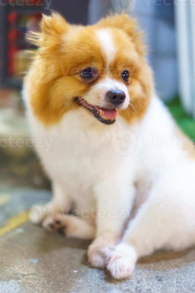 pomeranian hund sitter på betonggolvet foto