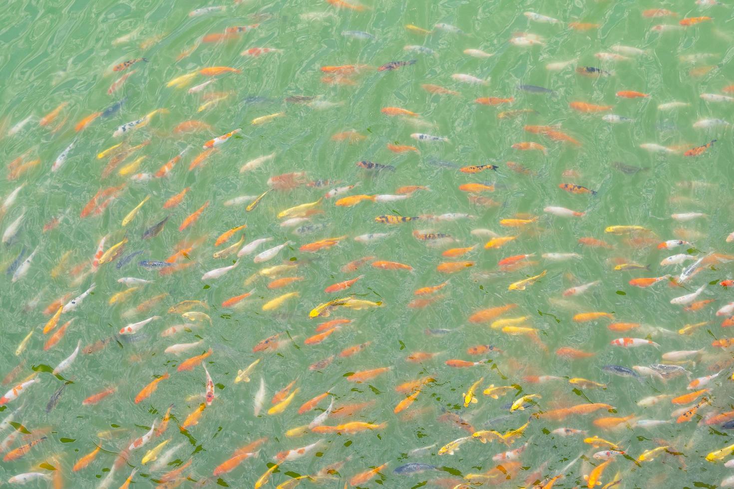 tilapia- och koifiskar eller fancy karpfiskar som simmar och väntar på mat i dammen. foto