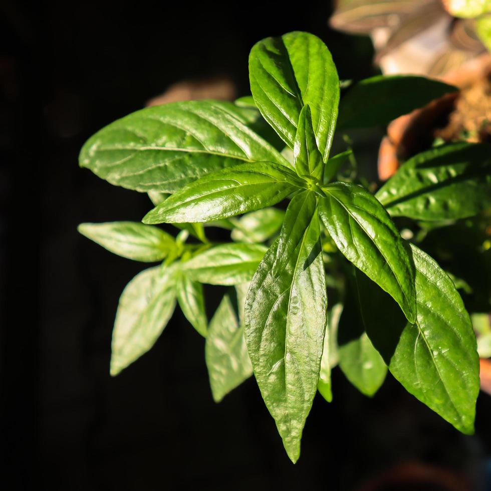 kariyat eller andrographis paniculata blad, traditionell thailändsk örtmedicin. foto