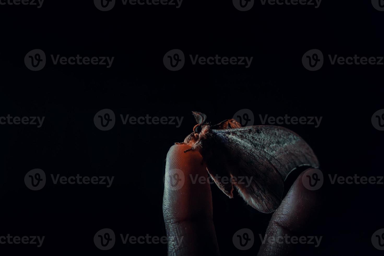 foto av en mal som vilar på en mans finger, med konceptet av ett lågmält foto så att det ger ett starkt och dramatiskt intryck. svart och mörk bakgrund.