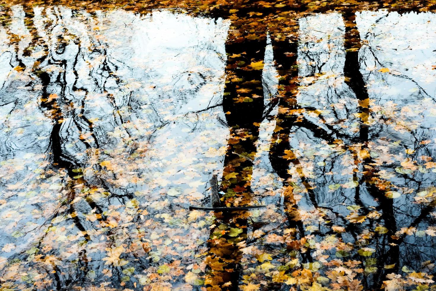 reflektion av fallna löv i vatten foto