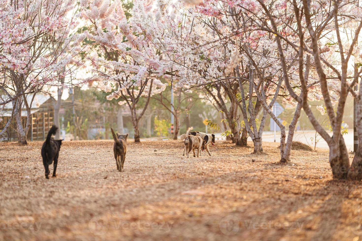 grupp av hundar som har roligt i offentlig park med rosa blommor kallas kalapapruek blomma eller önsketräd, rosa dusch, rosa kassia. foto