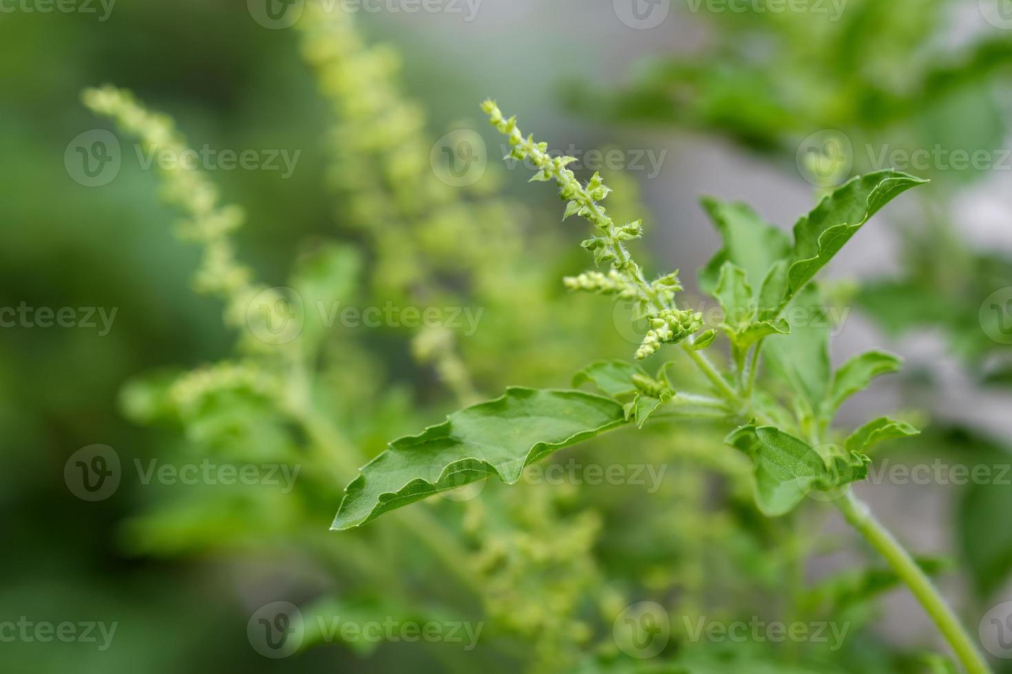 närbild av färska gröna basilikablad med naturlig oskärpa bakgrund. foto