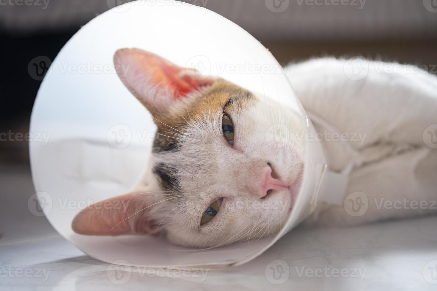 katten bär ett halsband för att förhindra att slicka såret efter sterilisering. kastrering av hankatten. sjuk katt koncept. foto